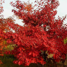  Дуб Красный Quercus rubra 